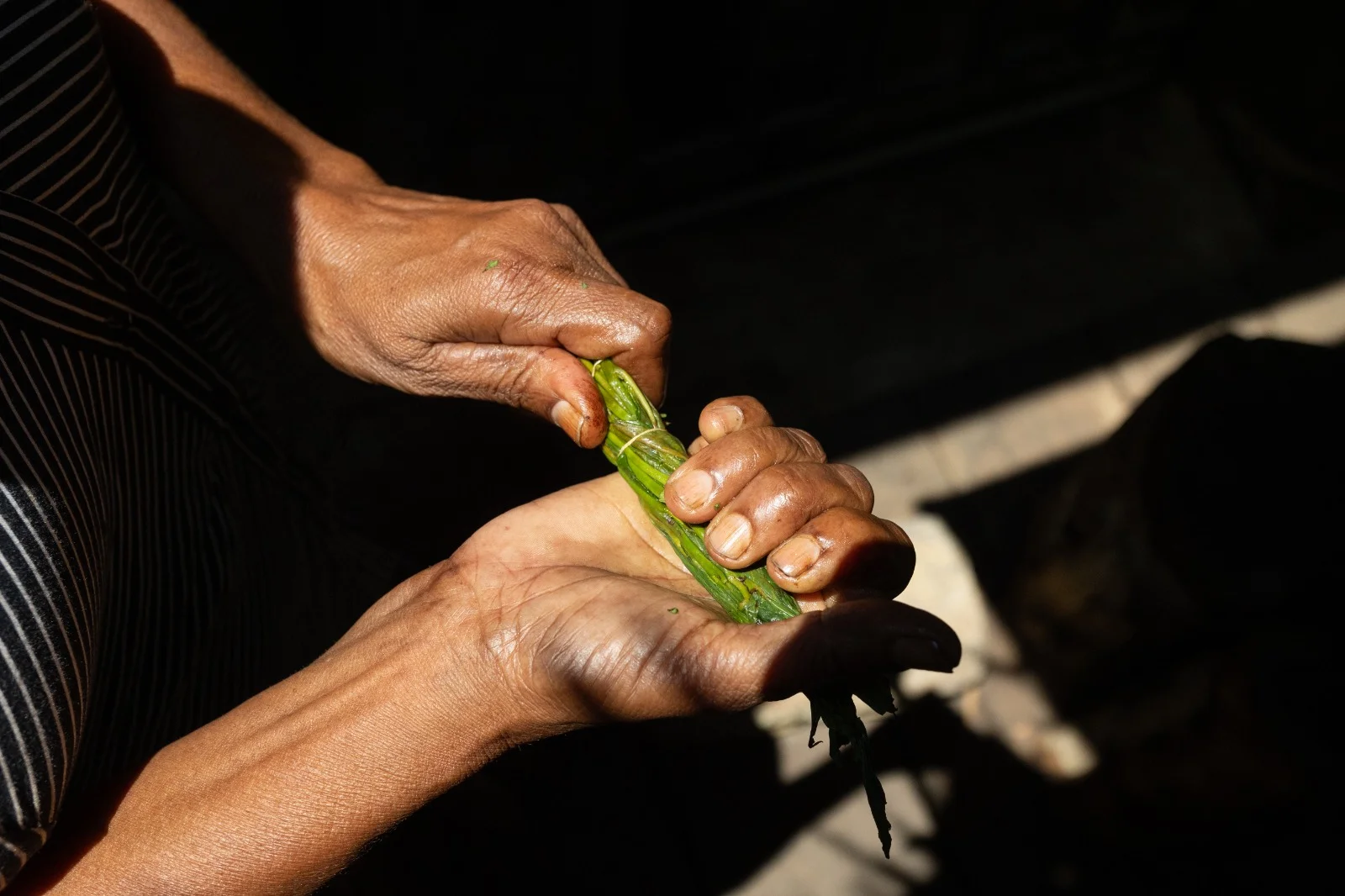 Close-up of artisan hands gently processing tea leaves