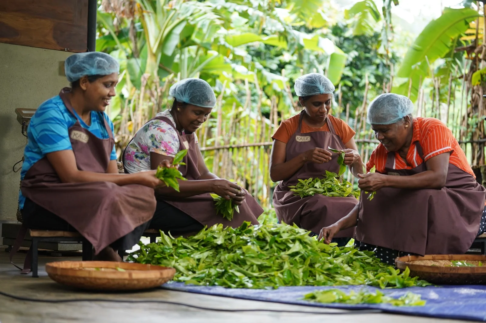 Kalbas Tea Kaley Tea | Organic Healing Teas from Sri Lanka's Healing Forest